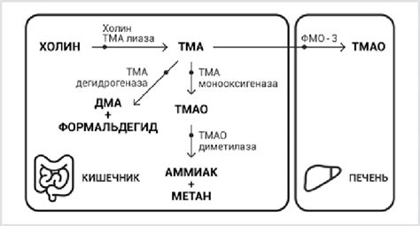 Structure of trimethylamine and trimethylamine N-oxide molecules ...