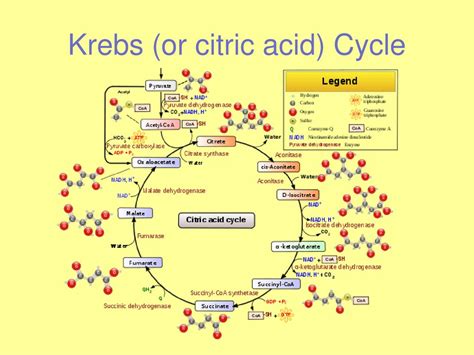 Photosynthesis And Cellular Respiration Ppt Download