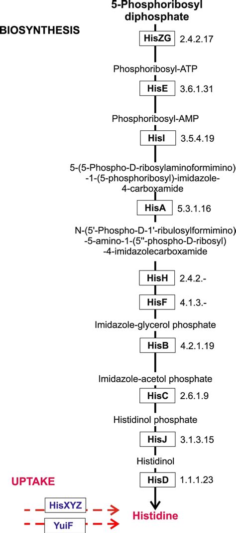 Metabolic pathway of histidine biosynthesis in bacteria | Download ...