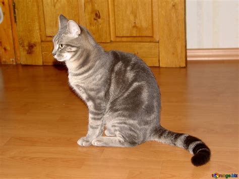 Striped gray cat free image - № 7609