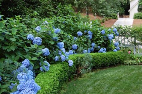 Hydrangeas: How to Prune Them | HGTV