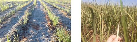 Drip Irrigation Can Be A Solution For Sugarcane Fields Hit By Frost