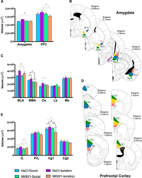 early social isolation stress  perinatal nmda receptor antagonist