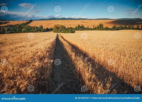 Campo De Trigo Amarillo Y Cielo Azul Hermosa Foto De Verano En La