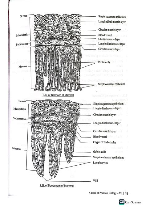 SOLUTION: Detailed diagrams of histology of frog - Studypool