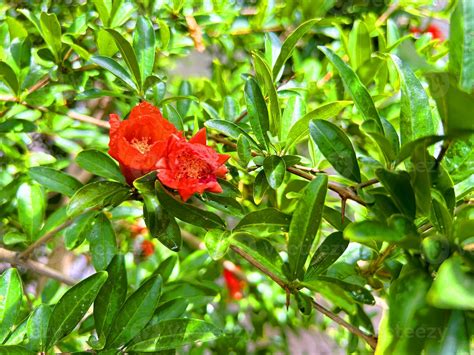 Pomegranate tree with flowers, Pomegranate background 24758962 Stock ...