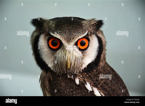 American Speckled Owl Stock Photo - Alamy