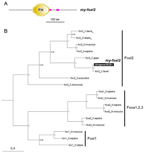 Animals Free Full Text Phenotypic Stability Of Sex And Expression