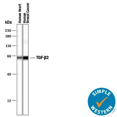 TGF-beta 2 Antibody AB-112-NA: R&D Systems