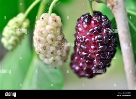 Mulberry Tree Hi Res Stock Photography And Images Alamy