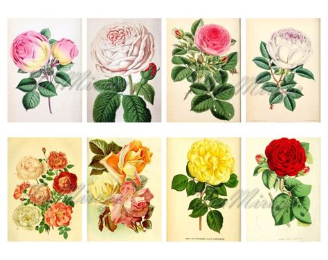 ROSES Set 1 Digital Collage Sheet 40 ATC Cards Printable Etsy