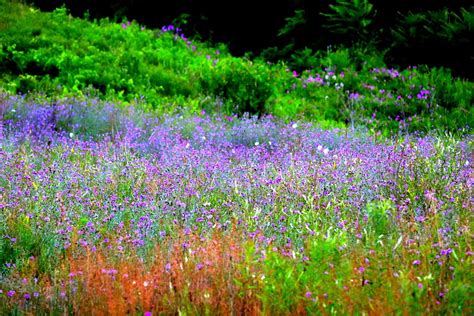 Lavender Field Purple - Free photo on Pixabay - Pixabay