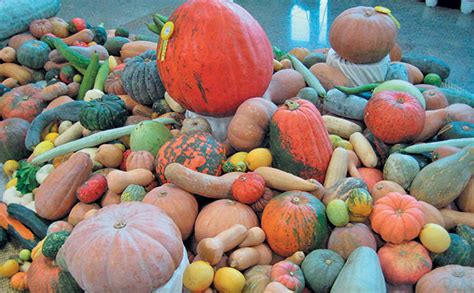 Cultivating Cucurbits