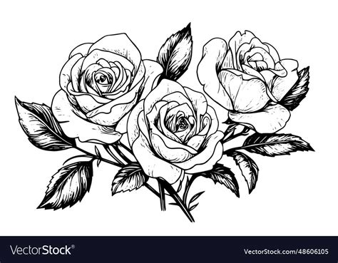 Vintage Rose Flower Engraving Calligraphic Vector Image