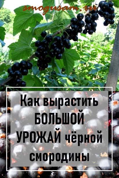Как вырастить богатый урожай черной смородины