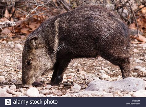 Javelina Arizona High Resolution Stock Photography And Images Alamy