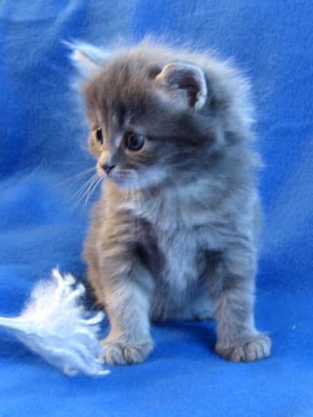 Female Blue Classic Tabby Siberian Kitten Palinki Seacliffe