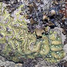 Grooved Brain Corals Symphyllia Sp On The Shores Of Singapore