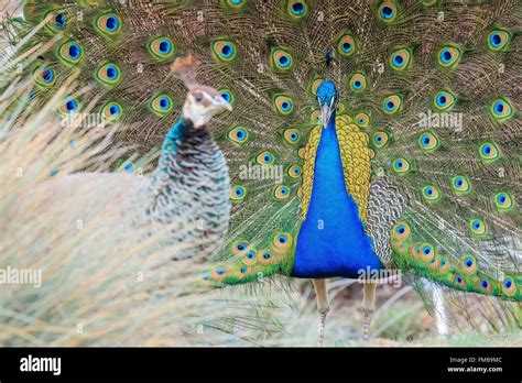 Beautiful Peacock Walking Around At Los Angeles County Arboretum