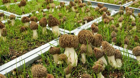 Morel Mushroom Grow Kit For Garden Mushroom Farm Supplies