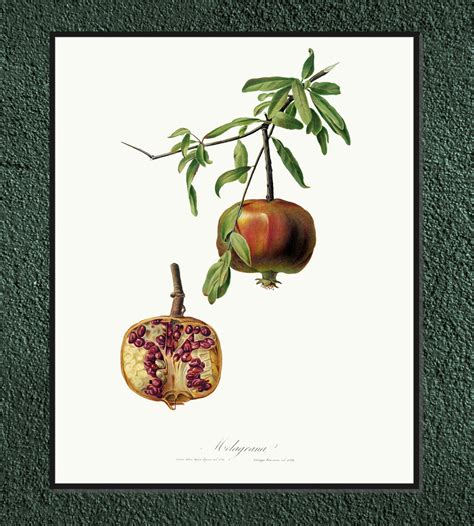 Plakat Owoce Vintage Granat X Cm A Dodoprint Dodoprint