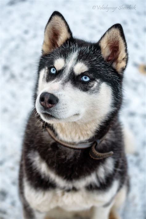 Portrait of Siberian Husky – Artofit