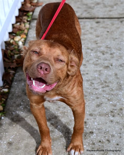 Central Floridas Home for Forgotten Pets | Ocala FL