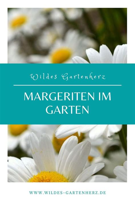 So gedeihen Margeriten in deinem Garten oder Balkon Garten Gemüse