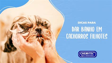 Dicas Para Dar Banho Em Cachorros Filhotes Youtube