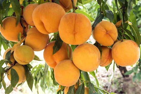 Dwarf Golden Queen Peach - PlantNet® Australia