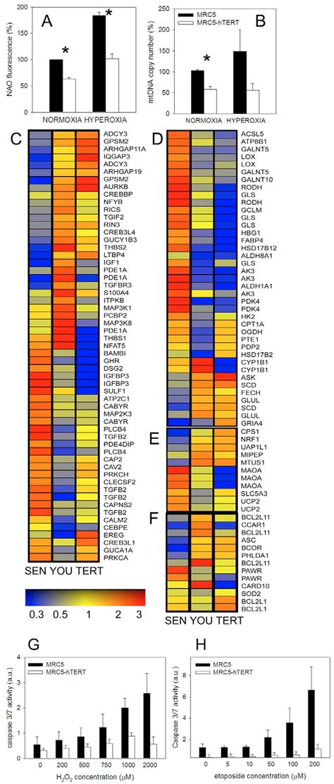 TERT Overexpression Decreases Mitochondrial Mass And MtDNA Content