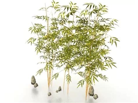 Bamboo Plants For Garden Free 3d Model Max Vray Open3dmodel