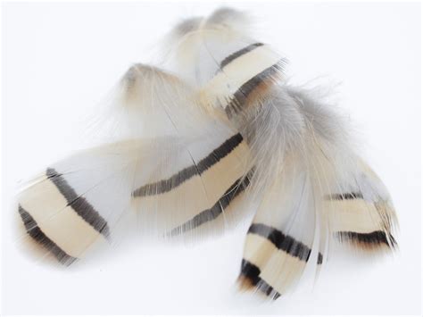 Partridge Plumage Feathers – Feather Buy