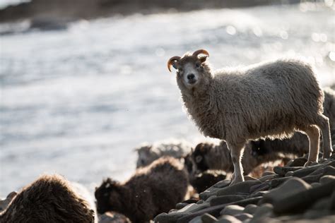 North Ronaldsay Sheep Festival | Orkney.com