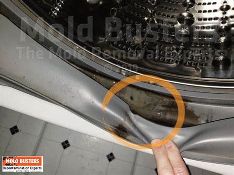 Mold In Dishwasher Causes And Signs Of Dishwasher Mold