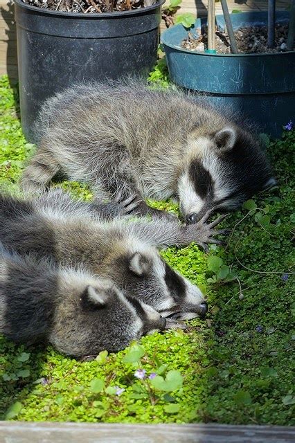 Birds And Animals: Baby Raccoons by Hyperflange Industries on Flickr