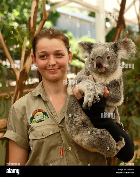 Female Keeper Holding Koala At The Lone Pine Koala Sanctuary In