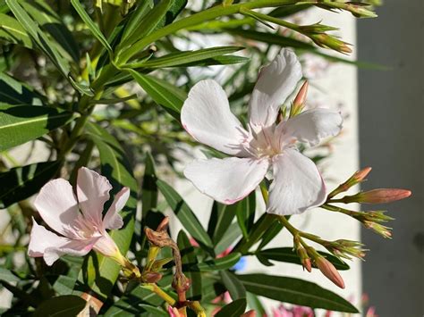 Oleander Weiss Im Terracotta Topf Kaufen Auf Ricardo