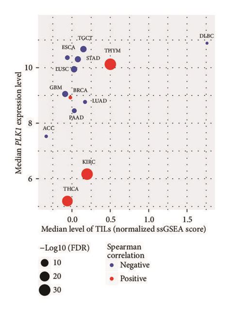 PLK1 likely inversely correlates with immune cell infiltration and ... 