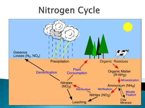 PPT - Nitrogen Cycle PowerPoint Presentation - ID:2002080