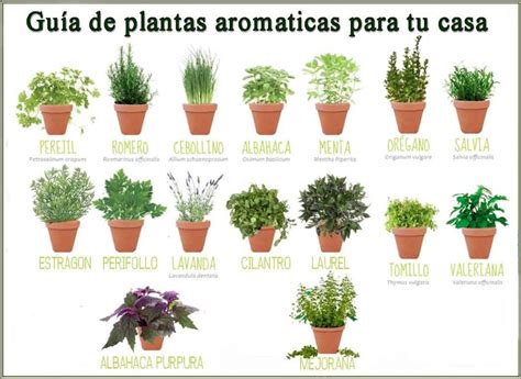 Cocina En Primavera Con Hiervas Arom Ticas Eltiempo Es Cultivo De