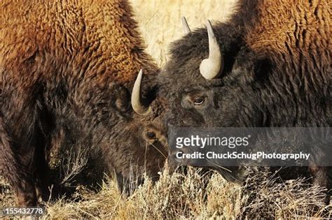 Buffalo Bison Bulls Rutting Charging Mating Stock Photo Getty Images