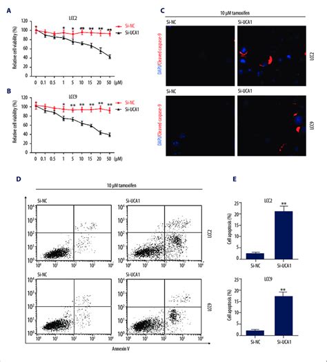 UCA1 Knockdown Sensitize Breast Cancer Cells To Tamoxifen A B CCK 8