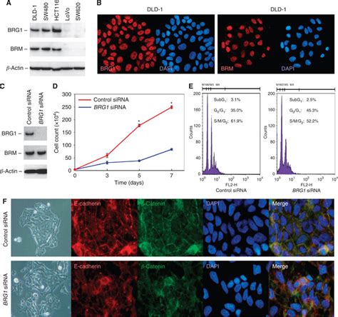 Effects Of Knockdown Of Brg In Human Crc Cell Lines A Expressions