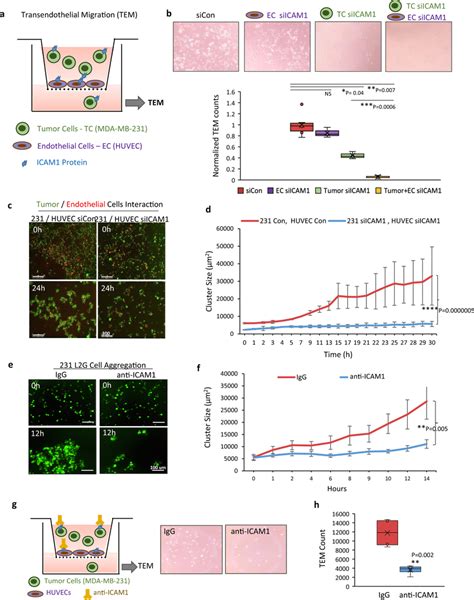 Icam1 Mediates Transendothelial Migration Of Breast Cancer Cells A Download Scientific Diagram