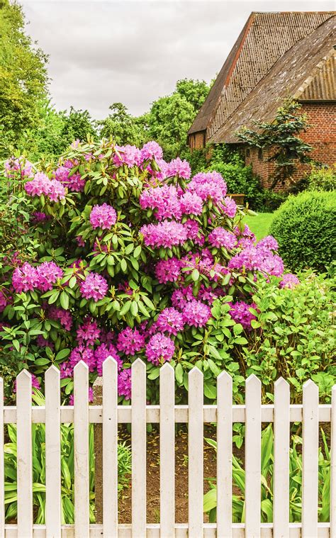 bushes and shrubs for front of house 8