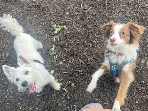 Poe Boy the Dog - Dogsite