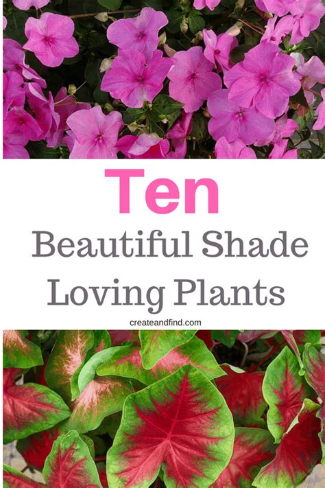 The 10 Best Plants That Grow In Shade Artofit