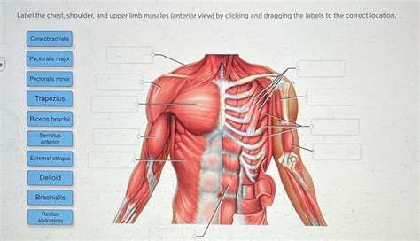 Solved Label The Chest Shoulder And Upper Limb Muscles Chegg