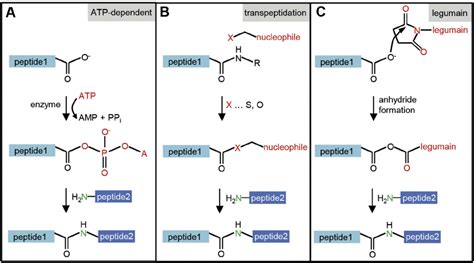 Schematics Of Catalytic Mechanisms Employed To Form Peptide Bonds A